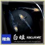 メダカ 白姫めだか 稚魚10匹 /白姫メダカ