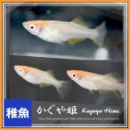 かぐや姫/アルビノ楊貴妃透明鱗ヒカリメダカ　稚魚10匹