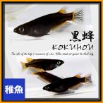 メダカ 黒蜂めだか 黒透明鱗 稚魚10匹