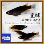 ショッピングメダカ メダカ/黒蜂めだか 黒透明鱗 稚魚10匹