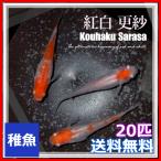 送料無料/更紗 紅白めだか 稚魚20匹 紅白メダカ