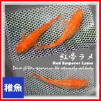強ラメタイプ 紅帝ラメめだか 稚魚10匹 /紅帝ラメメダカ