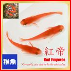 メダカ メダカ 紅帝 楊貴妃メダカ/紅帝 楊貴妃めだか 稚魚10匹