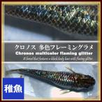 メダカ クロノス多色フレーミングラメめだか 稚魚10匹 クロノスメダカ