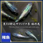 メダカ 黒ラメ幹之サファイア系 体外光メダカ 稚魚10匹 サファイアめだか
