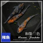メダカ 和墨三色めだか 稚魚10匹 和墨三色メダカ