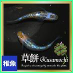 メダカ 草餅めだか 稚魚10匹 草餅メダカ