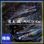 メダカ/魔王改めだか　稚魚 10匹