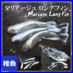メダカ マリアージュロングフィンめだか 稚魚10匹 /マリアージュメダカ