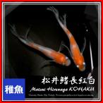 メダカ 松井ヒレ長 紅白ロングフィン 稚魚10匹 /天女の舞 めだか 紅白メダカ