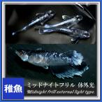 メダカ ミッドナイトフリル 体外光タイプめだか 稚魚10匹 ミッドナイトフリル 体外光メダカ