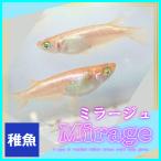 メダカ　ミラージュメダカ　稚魚10匹　ミラージュめだか