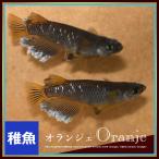 ショッピングメダカ メダカ　オランジェメダカ　稚魚10匹　オランジェめだか