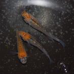 メダカ/新系統 オーロラ黄ラメ幹之めだか 稚魚5匹/ラメメダカ