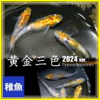 ショッピングメダカ メダカ/黄金三色錦めだか 稚魚10匹