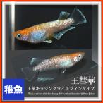メダカ 王彗華めだか 稚魚10匹 王彗華メダカ