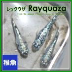 メダカ　レックウザメダカ　稚魚10匹　レックウザめだか
