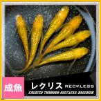 メダカ レクリスメダカ 強ラメ Mサイズ5匹 レクリスめだか