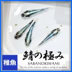 ショッピングメダカ メダカ/ 鯖の極みメダカ　稚魚10匹　/鯖メダカ