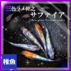 メダカ/三色ラメ幹之サファイア めだか　稚魚10匹　/サファイア三色メダカ