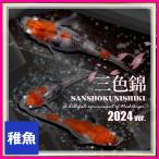 朱赤三色錦透明鱗メダカ　稚魚10匹/三色めだか