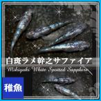 ショッピングメダカ メダカ/白ブチラメ幹之サファイアめだか　稚魚10匹　/白ブチサファイアメダカ