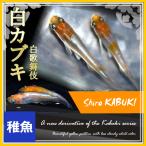 メダカ 白カブキめだか 稚魚10匹 /白歌舞伎メダカ