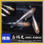 メダカ/白鱗光めだか　稚魚10匹　/白鱗光メダカ　