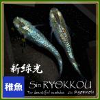 新緑光メダカ 稚魚10匹 /新緑光めだか