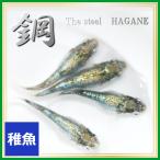 メダカ 緑光系 鋼 側面光 稚魚10匹 /鋼めだか 緑光めだか
