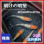 送料無料/明けの明星めだか 稚魚20匹 /明けの明星メダカ