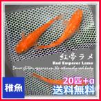 ショッピングメダカ 稚魚  送料無料  強ラメタイプ 紅帝ラメめだか　稚魚20匹＋α　紅帝ラメメダカ