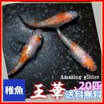 送料無料/王華めだか 稚魚20匹 /オウカメダカ