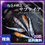 送料無料/三色ラメ幹之サファイア めだか 稚魚20匹 /サファイア三色メダカ