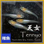 メダカ 天女メダカ/天女めだか 稚魚10匹