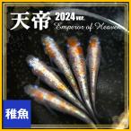 メダカ 天帝めだか 稚魚10匹 /天帝メダカ