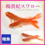 メダカ 楊貴妃スワローめだか 稚魚10匹 楊貴妃スワローメダカ/ヒレ長