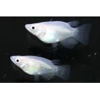 ピュアホワイトダルマオス1匹メス1...