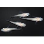 ピュアホワイト半ダルマオス2匹メス...