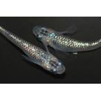 オーロララメオス2匹メス2匹サイズ...