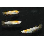 令和紅白スワローオス1匹メス2匹サ...