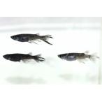 センチュリースワローオス1匹メス2...