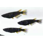 ブラック黄金透明鱗オス2匹メス2匹...