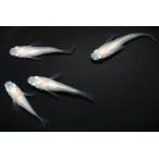 ピュアホワイト半ダルマオス2匹メス...