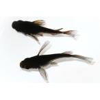 ブラックダルマリアルロングフィン＆...