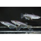 如水系フロマージュスワロー×センチ...