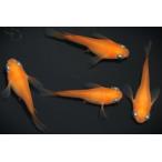 出目楊貴妃ダルマオス2匹メス2匹サ...