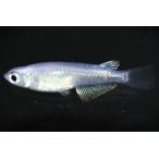 ビッグアイ幹之オス1匹メス1匹サイ...