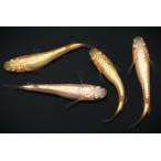 さくら×ピンクサファイアNEOダル...