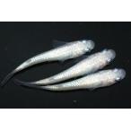 ピンクサファイアNEOオス1匹メス...